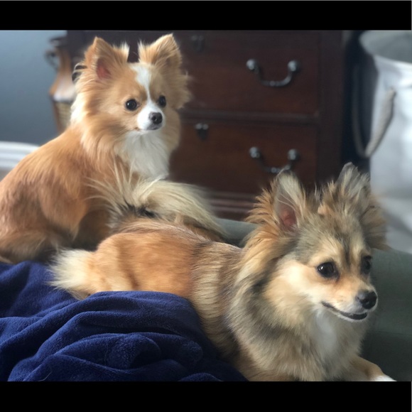 Meet your Posher, Julie and Mogwai 🐾 - Picture 10 of 11